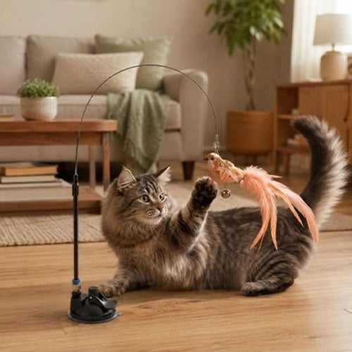 jouet pour chat oiseau orange chat jouant salon