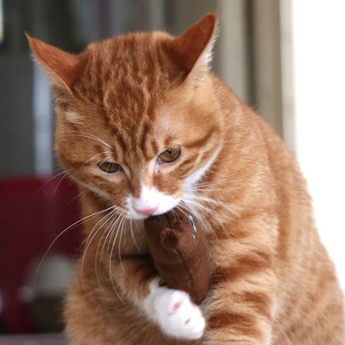 jouet pour chat peluche coloree marron chat mordant