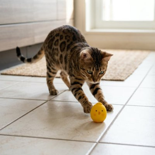 jouet pour chat poussin chat jouant