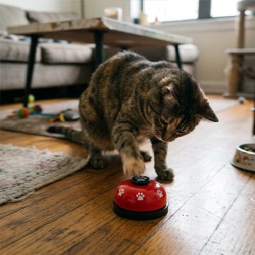 jouet pour chat sonnette interactive rouge chat jouant