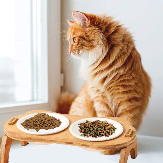 maine coon couleur orange avec gamelle chat bambou double bol