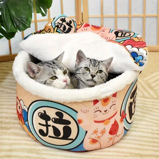 maison pour chat bol de nouilles deux chats