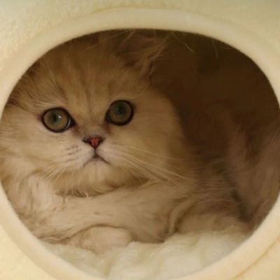 Niche a Chat | Grenouille - Mon Adorable Félin