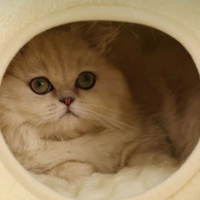 niche-a-chat-grenouille-confortable