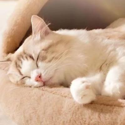 niche-à-chat-tipi-confortable