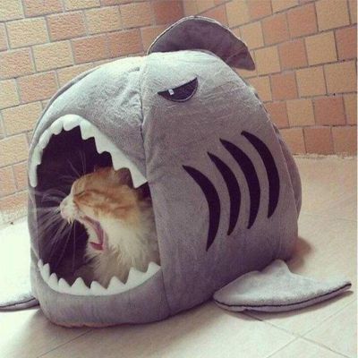 niche pour chat grand requin avec chat apaise