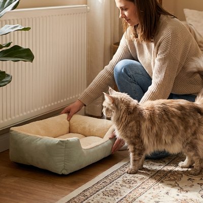 panier chat vert sauge maitresse maine coon debout