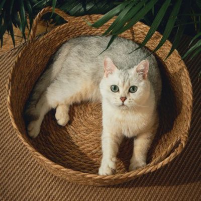 panier osier pour chat classique vue en hauteur