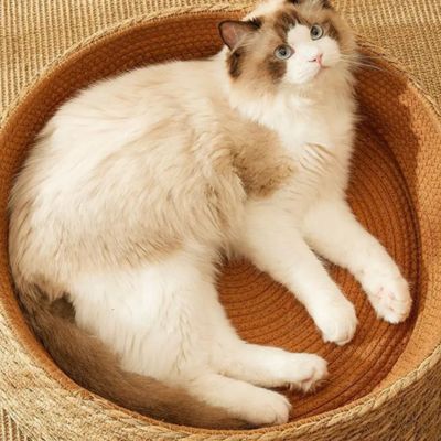 panier osier pour chat lit tisse avec chat