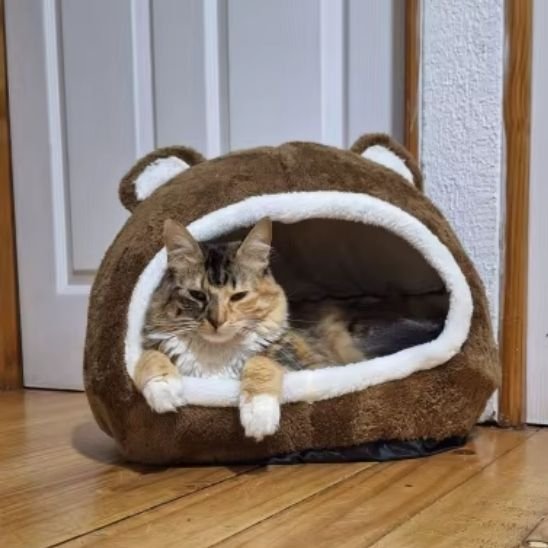 panier pour chat ourson maine coon allonge