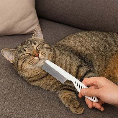peigne chat polyvalent chat apaise canape