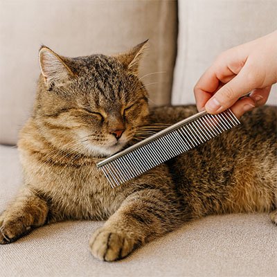 peigne pour chat acier inoxydable chat allonge canape