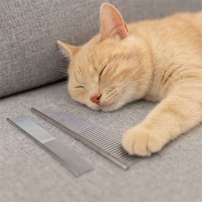 peigne pour chat acier inoxydable chat dormant canape