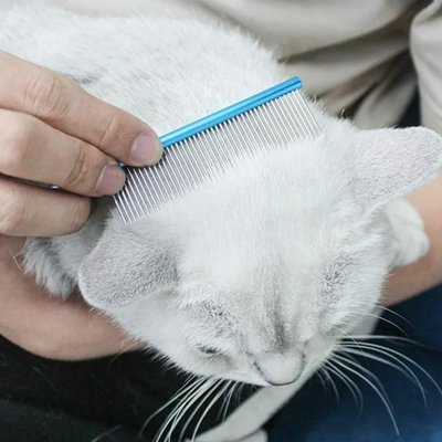 peigne pour chat colore bleu chat
