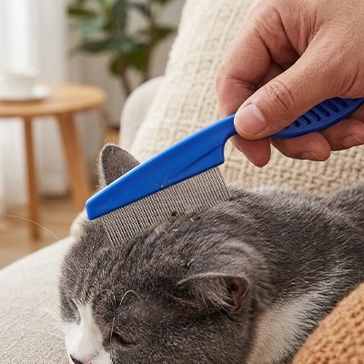 peigne pour chat confortable bleu chat canape