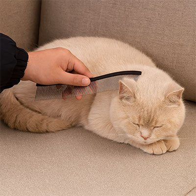 peigne pour chat couleur attrayante noir chat canape