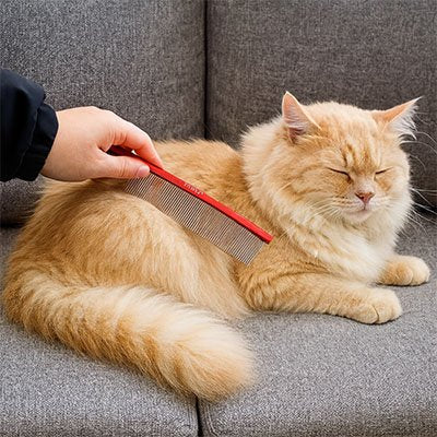 peigne pour chat couleur attrayante rouge chat canape