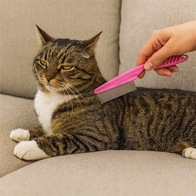 peigne pour chat rose chat allonge canape