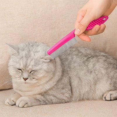 peigne pour chat rose chat allonge