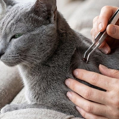 pince à tique argent chat gris