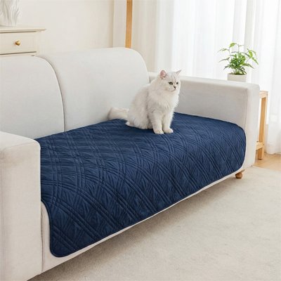protection canapé chat bleu chat debout salon
