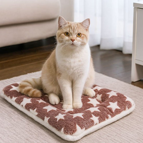tapis chat moelleux etoiles chat assis salon
