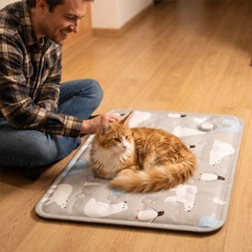 tapis rafraichissant chat gris clair chat allonge maitre salon