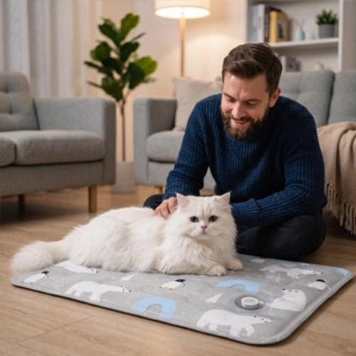 tapis rafraichissant chat gris clair maitre chat allonge salon