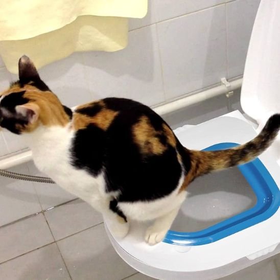 toilette chat ergonomique bleu avec chat assis