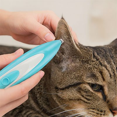 tondeuse chat bicolore bleu blanc oreille chat
