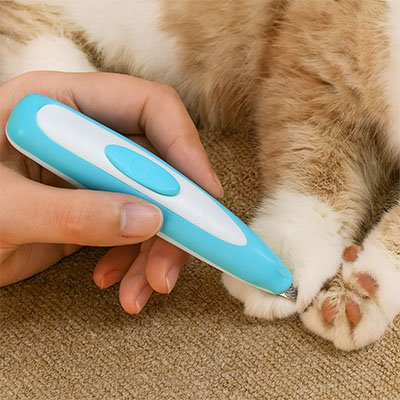 tondeuse chat bicolore bleu blanc patte chat