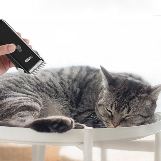 tondeuse pour chat pratique noir chat allonge