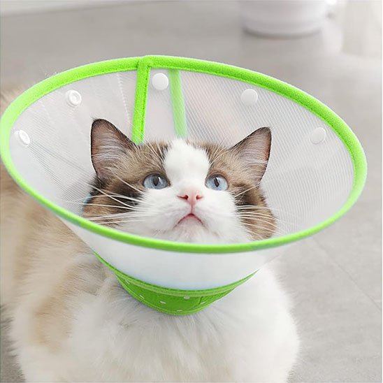 transparente collerette chat vert