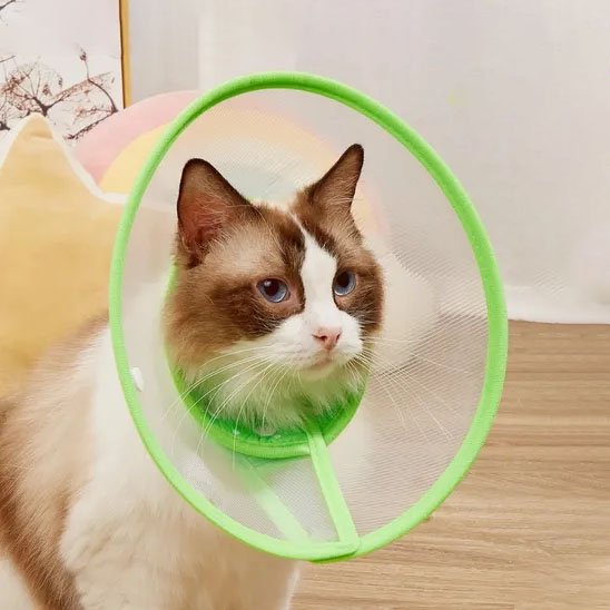 transparente vert collerette chat