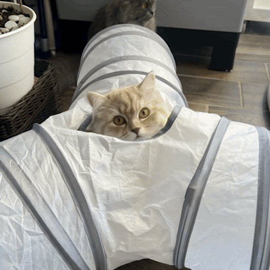 tunnel chat gris transparent avec chat sortant tete