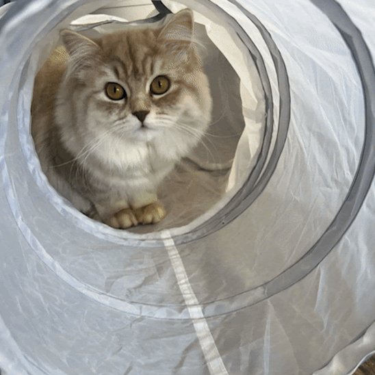 tunnel chat gris transparent avec chat